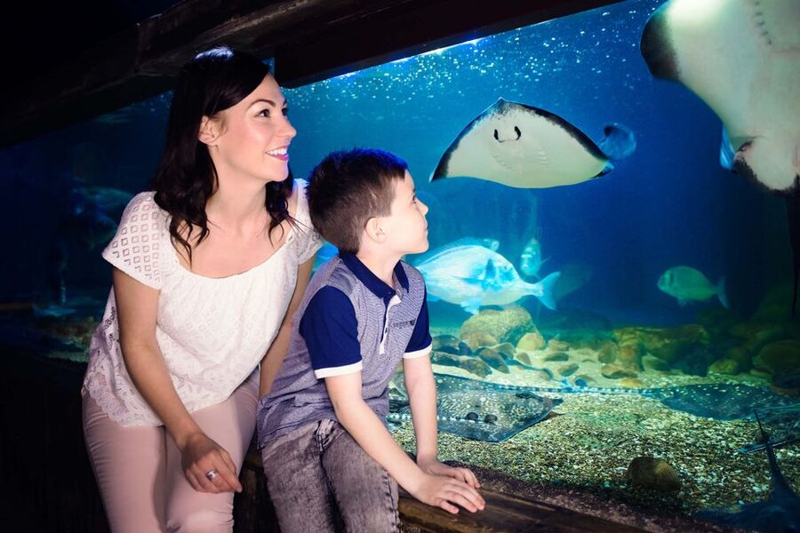 London: SEA LIFE & London Eye Combo Ticket - The 135-meter London Eye ride