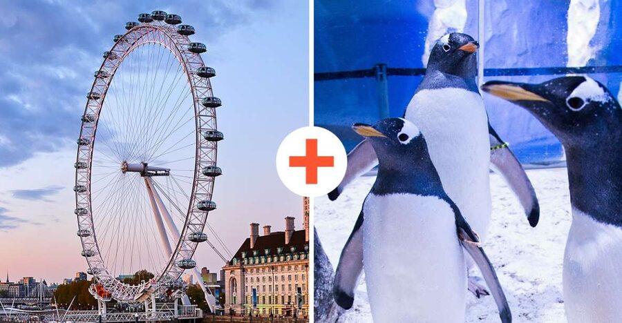 London: SEA LIFE & London Eye Combo Ticket - How much time should you allow?