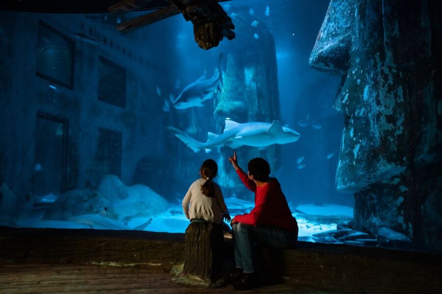London: SEA LIFE & London Eye Combo Ticket - Price, flexibility, and real value