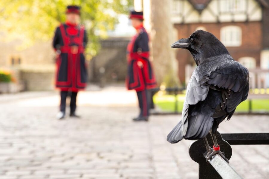 London: Tower of London, Thames Boat & Changing of the Guard - How much walking should you expect?