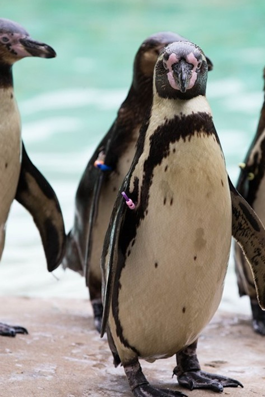 London Zoo: Entry Ticket - Key points to know before you go