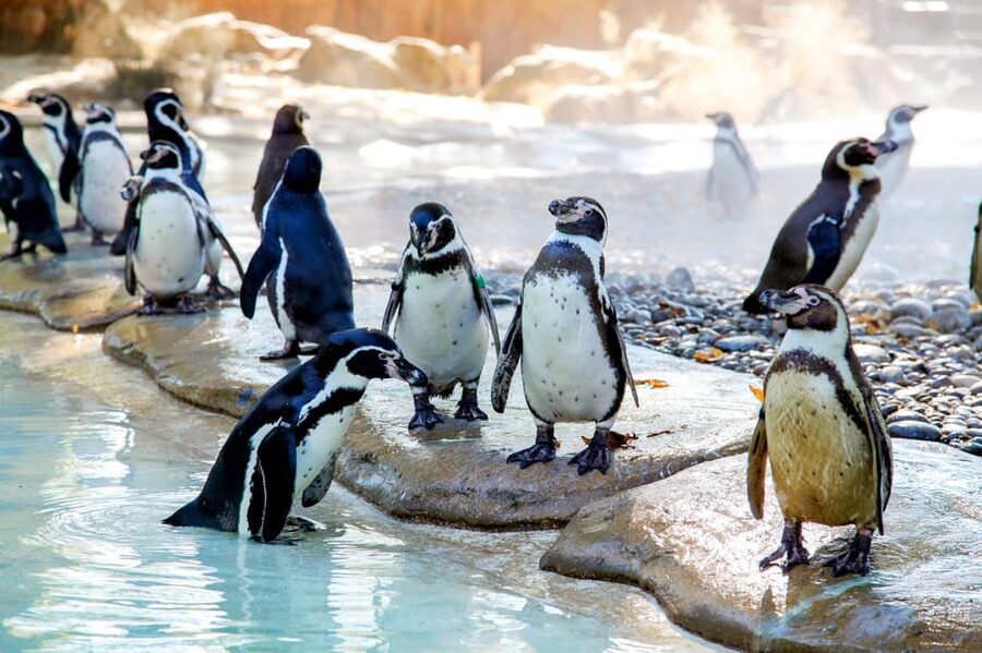 London Zoo: Entry Ticket - The day is easy to shape around your own pace