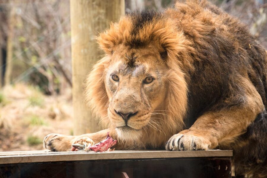 London Zoo: Entry Ticket - Land of the Lions puts conservation first