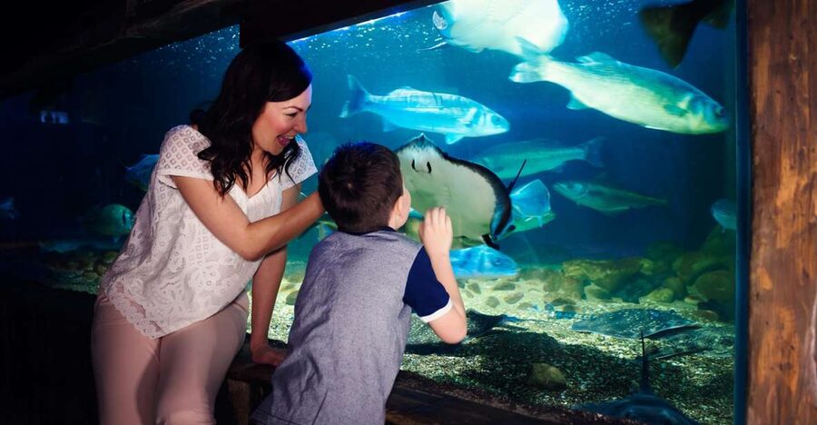 Manchester: SEA LIFE Entrance Ticket - The Ocean Tunnel Puts You Under the Action