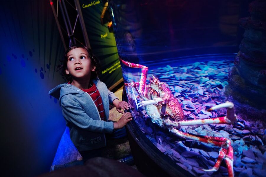 Manchester: SEA LIFE Entrance Ticket - Meet Ernie and Cammy, the Giant Green Sea Turtles