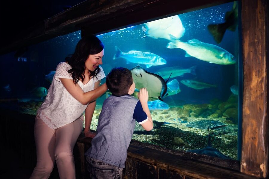 Manchester: SEA LIFE Entrance Ticket - The Rockpool Lets You Use Your Hands