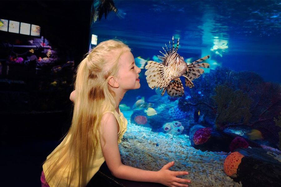 Manchester: SEA LIFE Entrance Ticket - Turtle Beach Tells a Sea Turtle’s Story