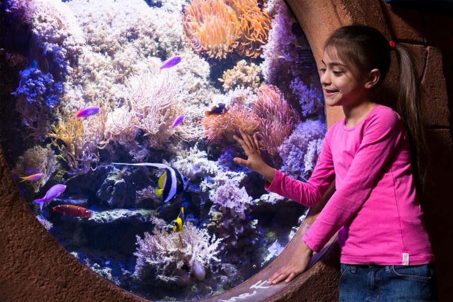 Manchester: SEA LIFE Entrance Ticket - Rocky Hideout Gives Younger Children Something to Do
