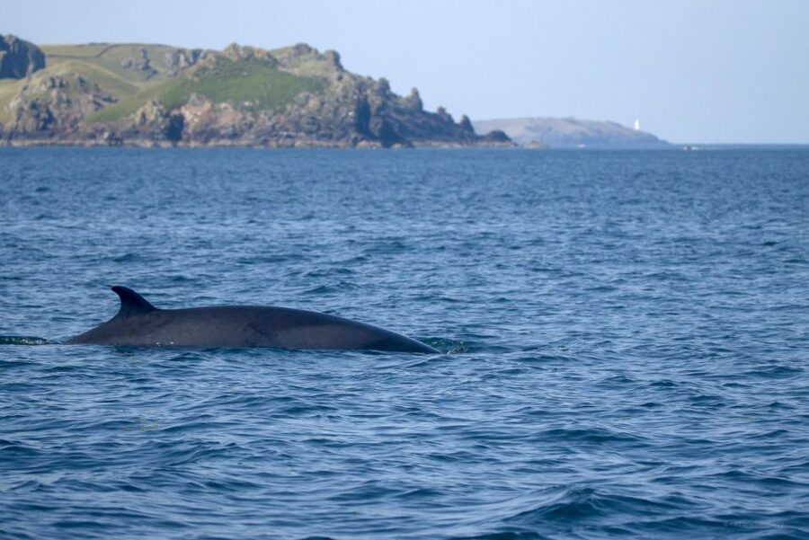 Padstow: Guided RIB Sealife Safari - Quick reasons to book