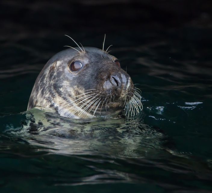 Padstow: Guided RIB Sealife Safari - North Cornwall’s cliffs and birdlife