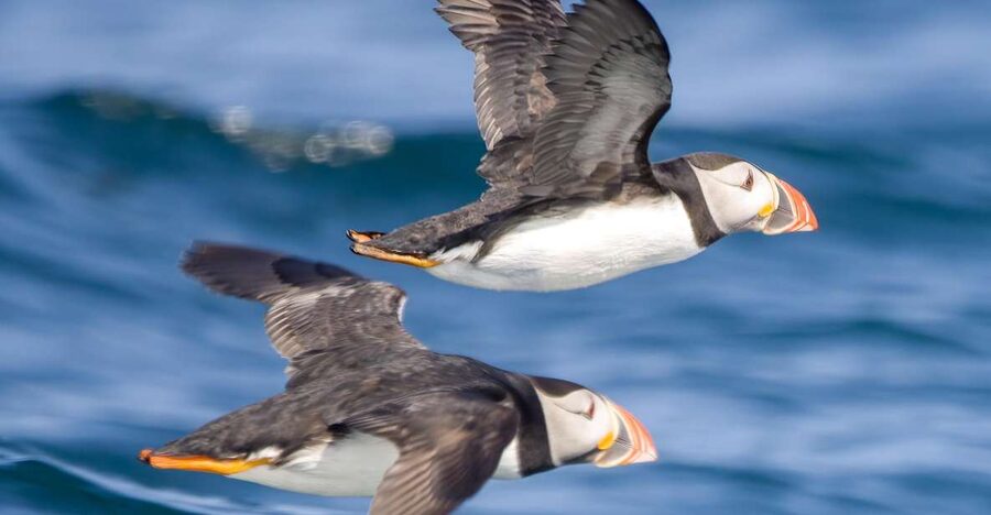 Padstow: Guided RIB Sealife Safari - The $60 price and what you receive