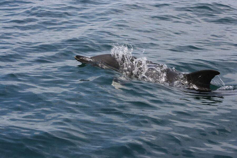 Padstow: Guided RIB Sealife Safari - Who should skip this RIB safari?
