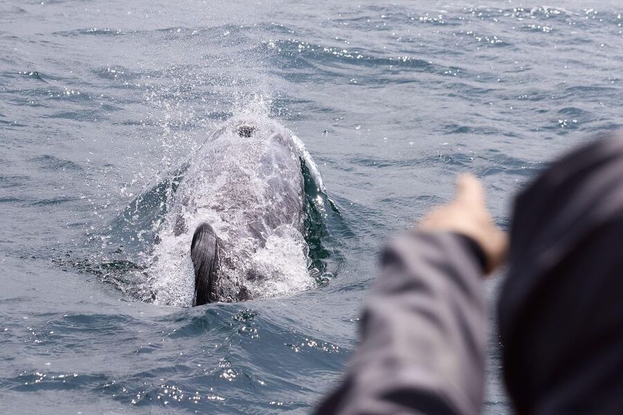 Penzance: Land's End Boat Tour with Wildlife Guides - Who should book this Coast Boat Trips experience