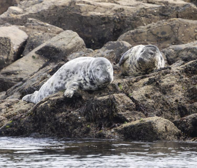 Penzance: Land's End Boat Tour with Wildlife Guides - Porthcurno, the Minack Theatre, and villages seen from sea
