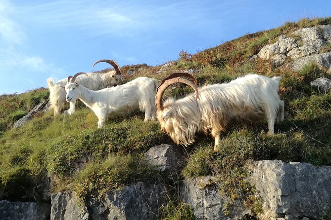 Portmeirion, Castles and Snowdonia Tour - Llanrwst and Tu-Hwnt-I’r Bont