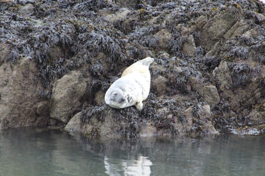 Queensferry: Maid of the Forth 1.5-Hour Sightseeing Cruise - Inchgarvie Island and the coastal views