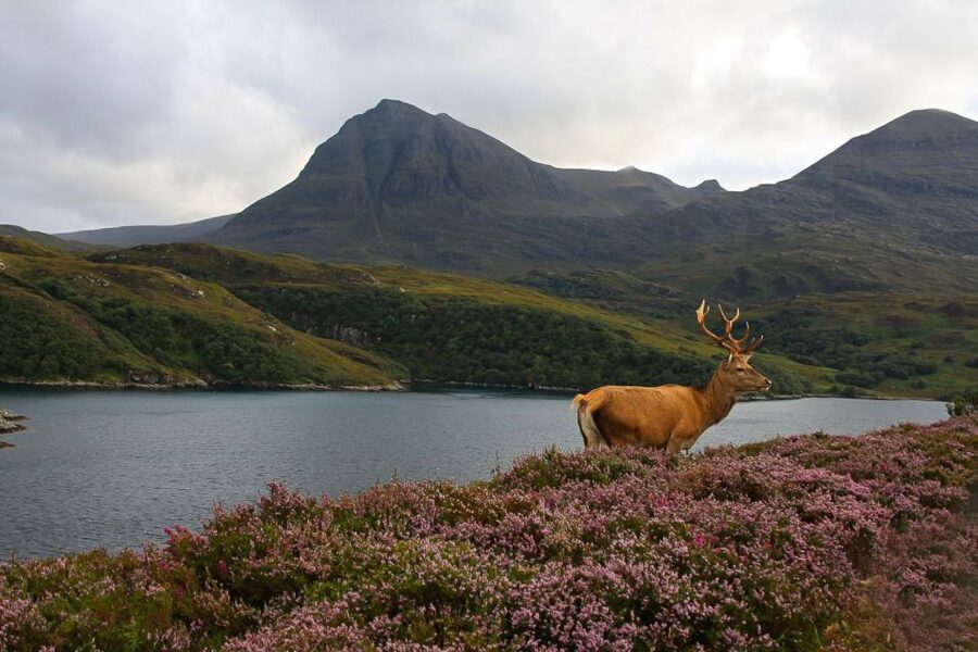 Scotland: Orkney and Northern Coast 5-Day Tour - Key points to know before booking
