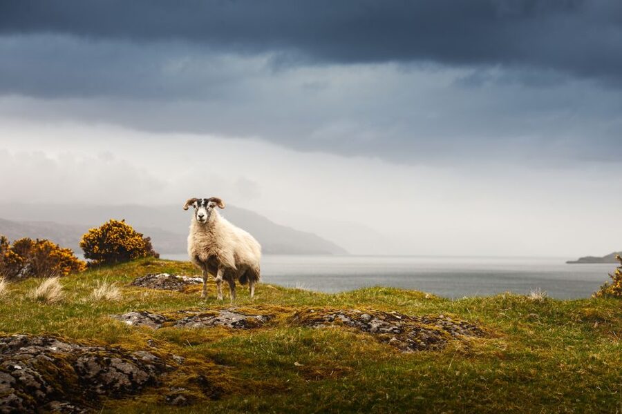 Scotland: West Highlands, Mull and Iona 4-Day Tour - Iona Abbey and the quiet side of Mull