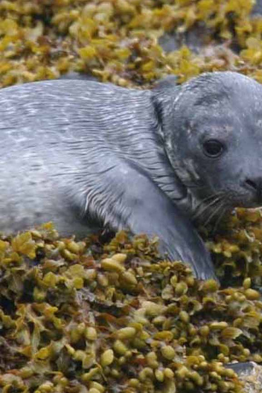 Scottish Highlands: Isle of Skye Glass-Bottom Boat Tour - Key things to know before boarding