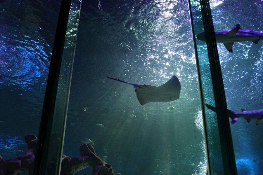 SEA LIFE Blackpool Entrance Ticket - Sharks above you in the underwater tunnel