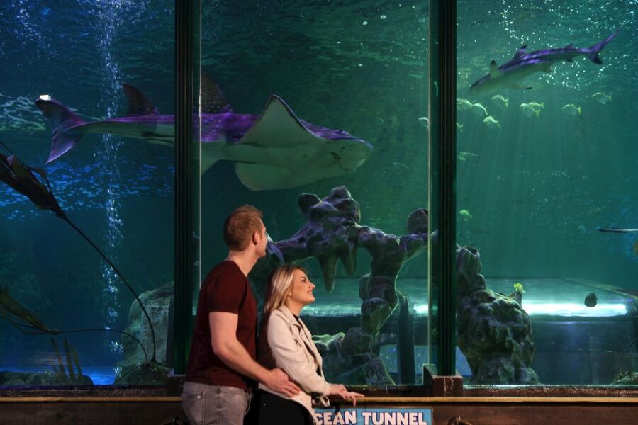SEA LIFE Blackpool Entrance Ticket - From tropical sharks to small seahorses