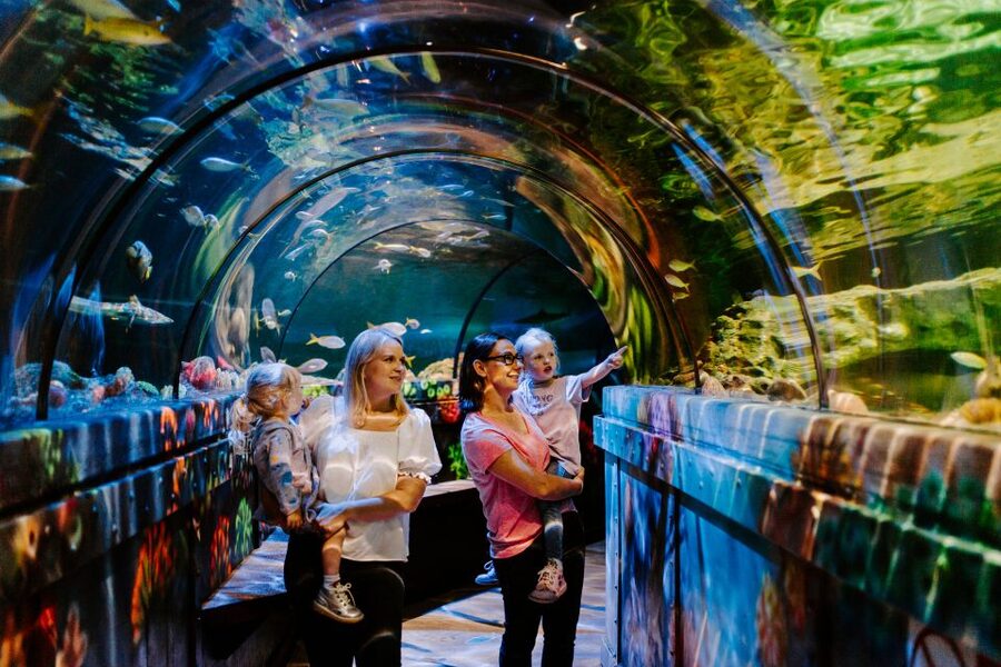 Sea Life Brighton Admission Ticket - Key points to know before you go