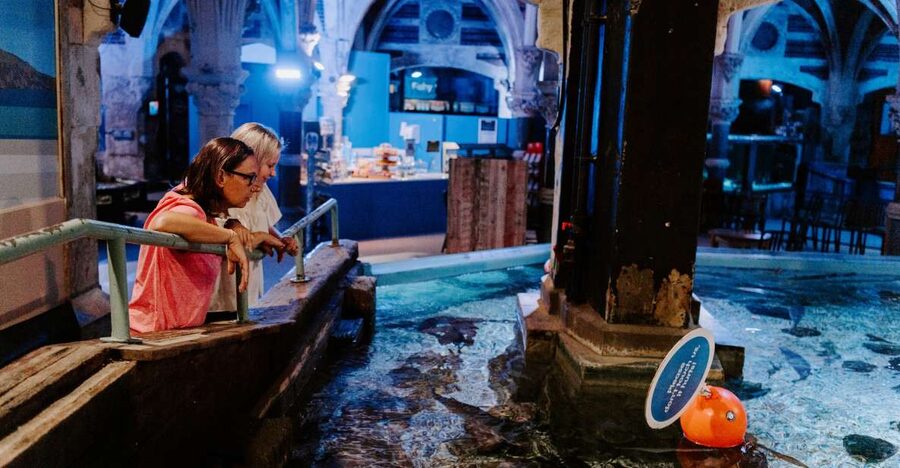 Sea Life Brighton Admission Ticket - Who will enjoy Sea Life Brighton most
