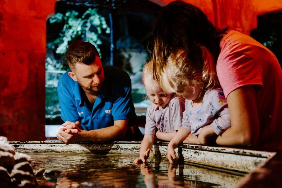 Sea Life Brighton Admission Ticket - The glass-bottom boat and green sea turtles