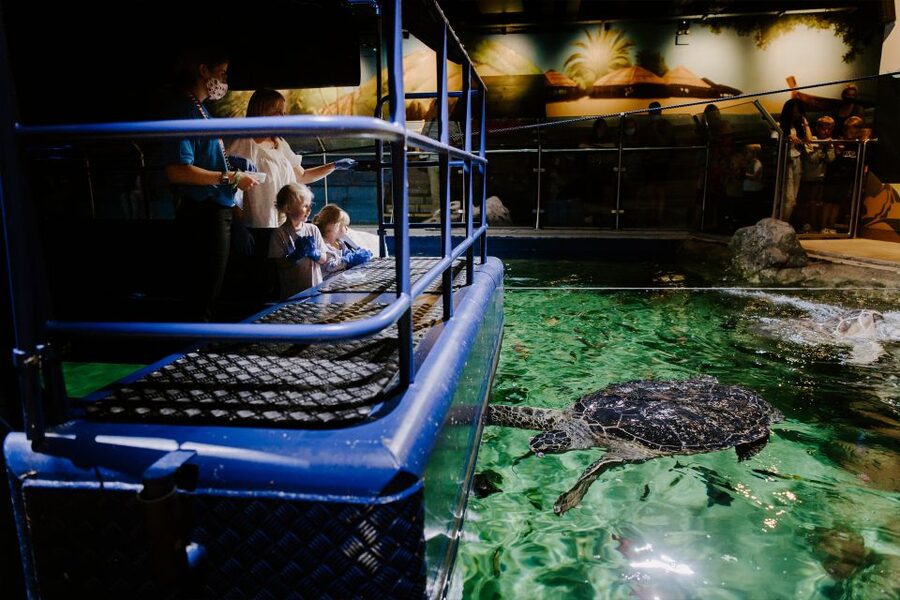 Sea Life Brighton Admission Ticket - Daily talks and feeding times