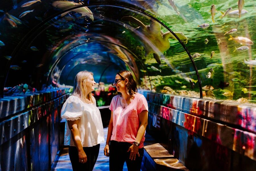 Sea Life Brighton Admission Ticket - Sharks, rays, and the underwater tunnel