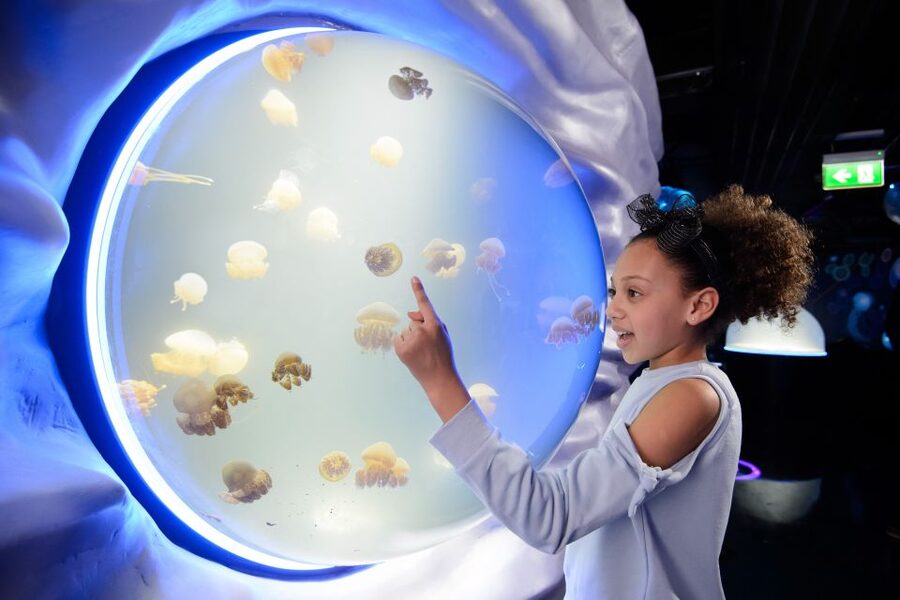 SEA LIFE London & DreamWorks Shrek's Adventure: Combo Ticket - Why English matters at Shrek’s Adventure
