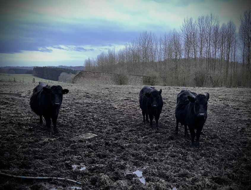 Shropshire: Meet the Mini Moos Cow Cuddling Experience - Meeting the Mini Moos at Frankly Alpacas
