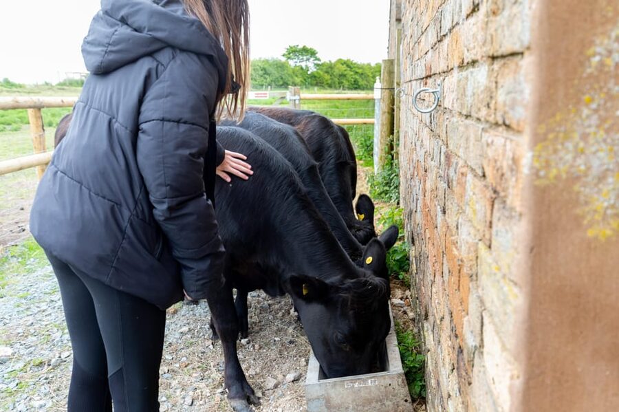Shropshire: Meet the Mini Moos Cow Cuddling Experience - Why Dexter Cows Make Good Animal Companions