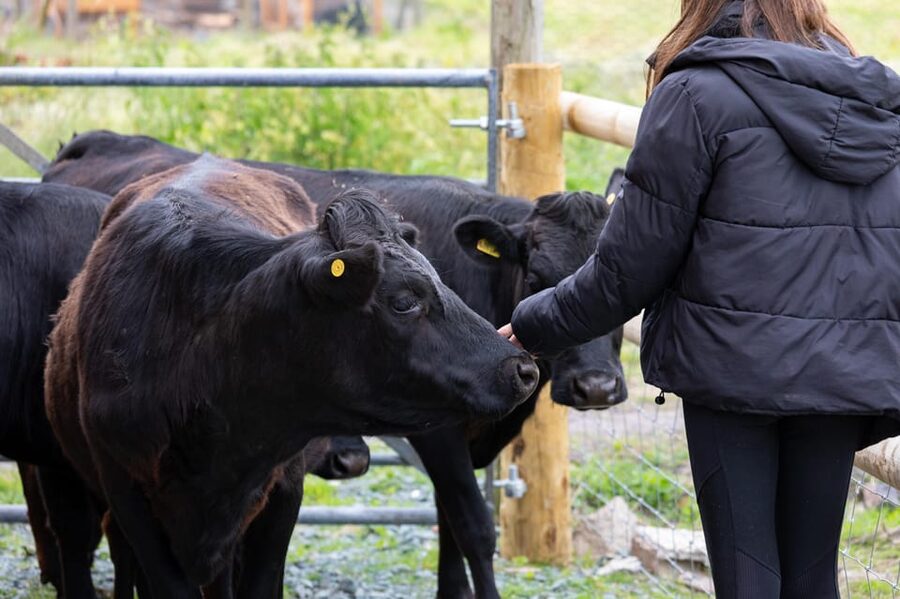 Shropshire: Meet the Mini Moos Cow Cuddling Experience - The Rustic Farm Setting and Extra Animals