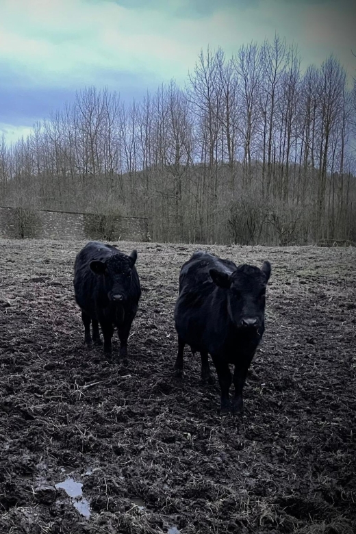 Shropshire: Meet the Mini Moos Cow Cuddling Experience - Winter Visits Need More Planning