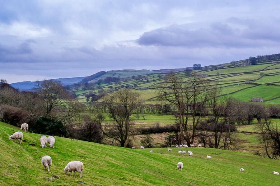 The Yorkshire Dales Tour from York - Wensleydale and Swaledale by road