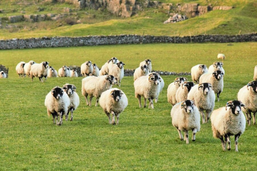 York: "All Creatures Great and Small" Yorkshire Dales Tour - Bolton Castle and the real James Herriot