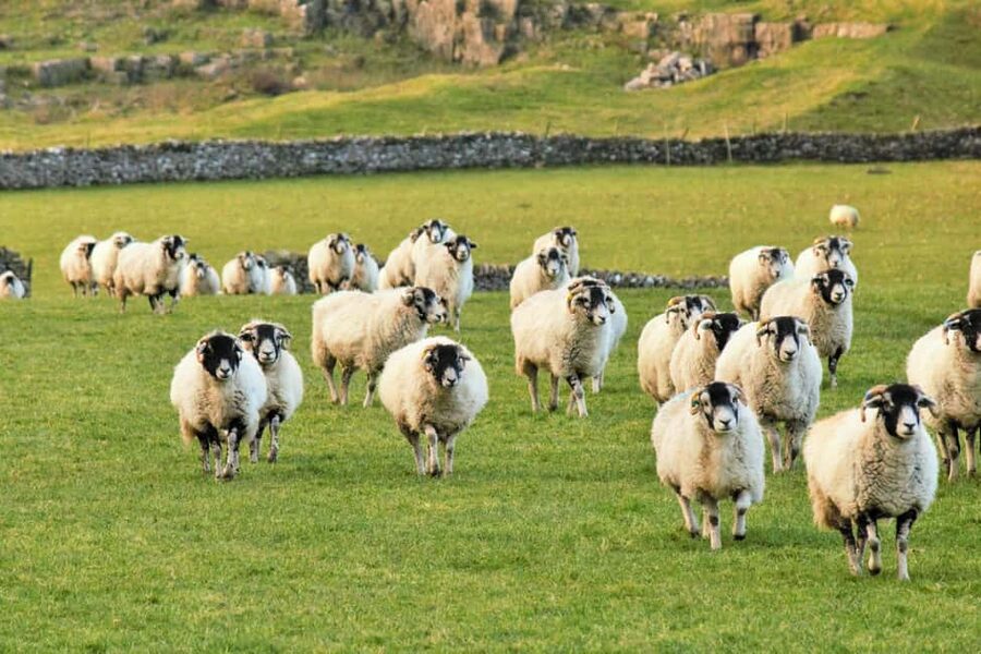 York: "All Creatures Great and Small" Yorkshire Dales Tour - Askrigg, the original Darrowby