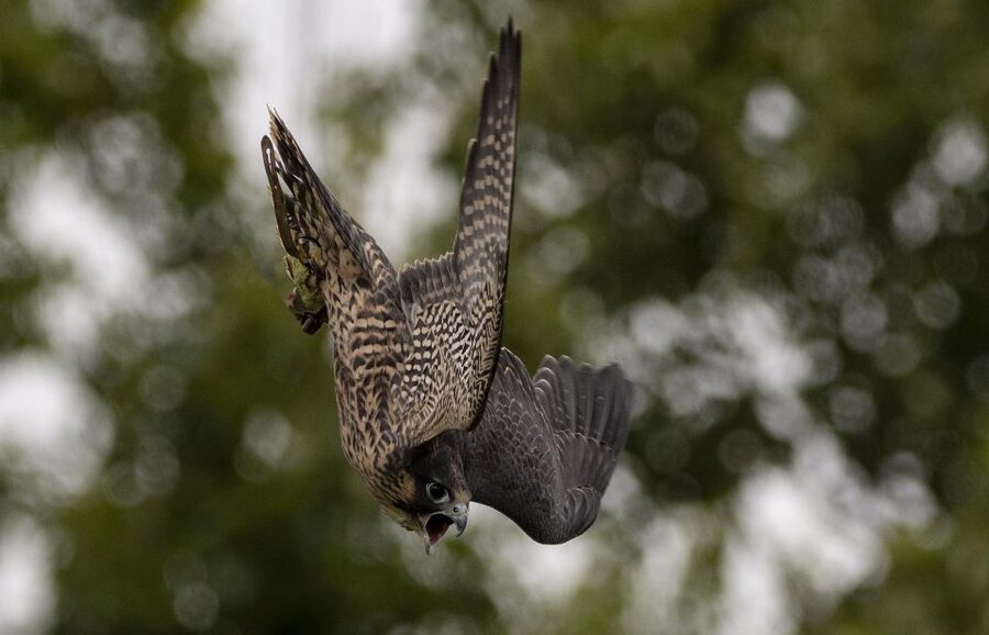 York: York Bird of Prey Centre Entry Ticket - Key points to know before you go