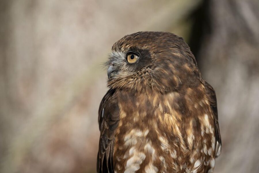 York: York Bird of Prey Centre Entry Ticket - The 11:30 AM and 1:30 PM flying shows