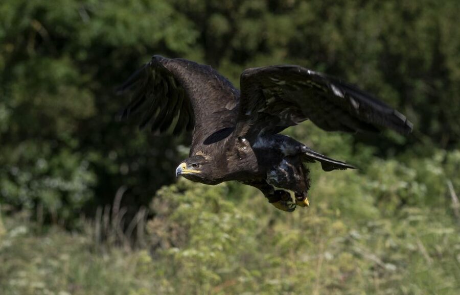 York: York Bird of Prey Centre Entry Ticket - A family day with a cafe and play area