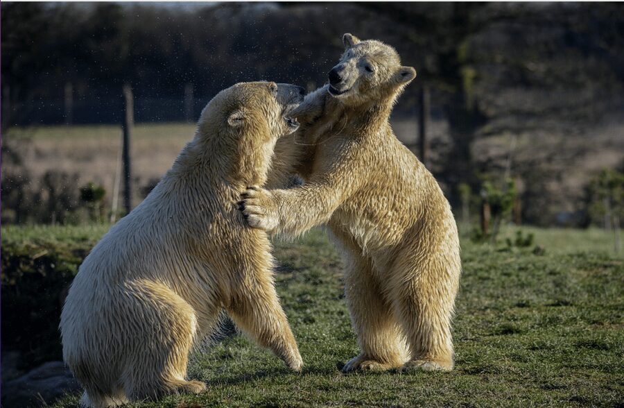 Yorkshire Wildlife Park: Entry Ticket - Key points to know before you go