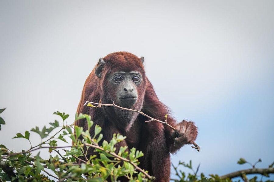 Yorkshire Wildlife Park: Entry Ticket - Why Yorkshire Wildlife Park works as a full-day outing