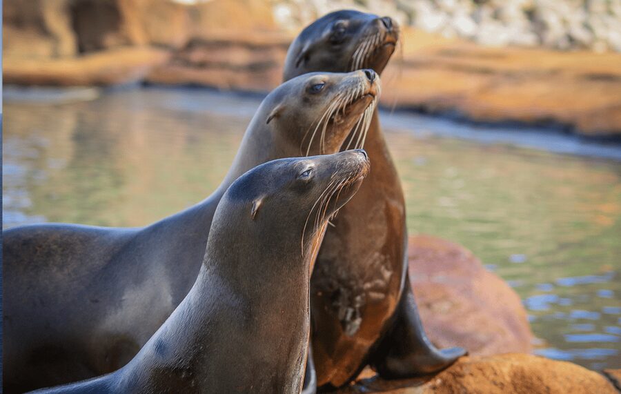 Yorkshire Wildlife Park: Entry Ticket - A route that rewards patience, not speed