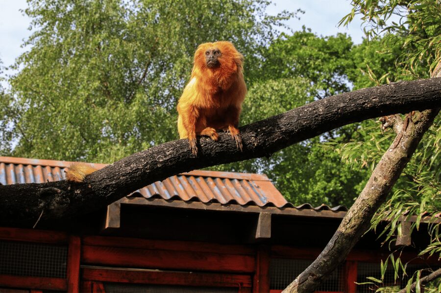 Yorkshire Wildlife Park: Entry Ticket - The children’s play areas are a real part of the plan