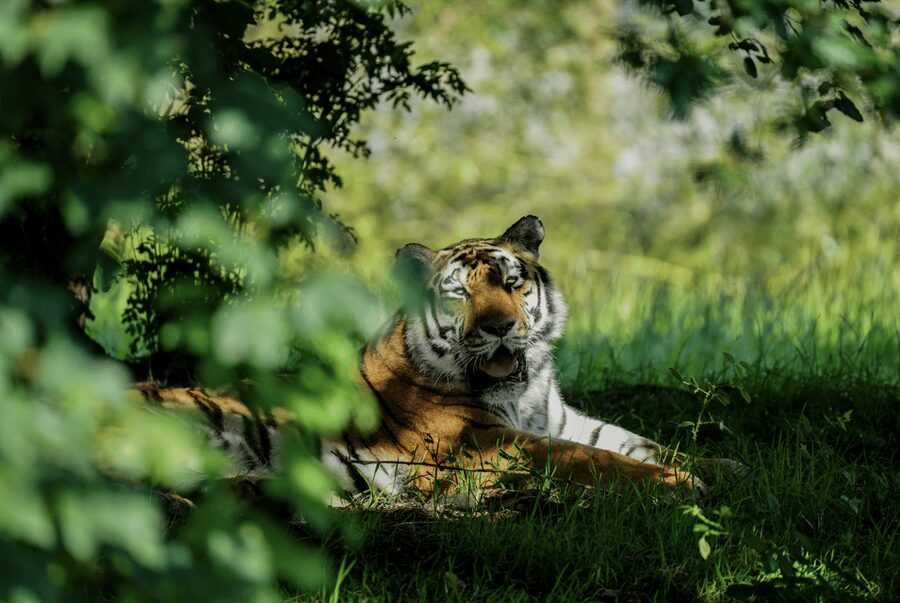 Yorkshire Wildlife Park: Entry Ticket - Food, coffee, toilets, and the small practical details