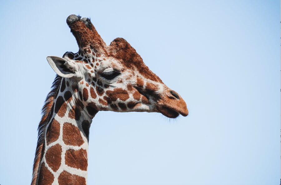 Yorkshire Wildlife Park: Entry Ticket - When weather changes the animal experience
