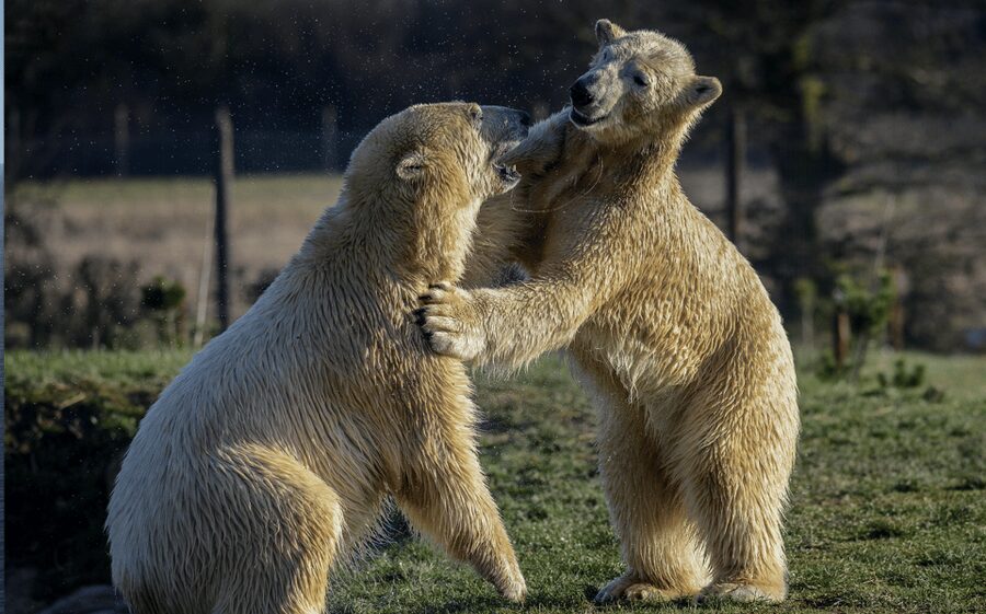 Yorkshire Wildlife Park: Entry Ticket - Access, age rules, and booking flexibility