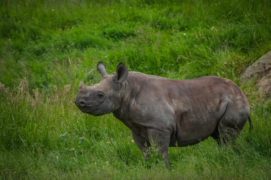 Yorkshire Wildlife Park: Entry Ticket - Who will enjoy Yorkshire Wildlife Park most